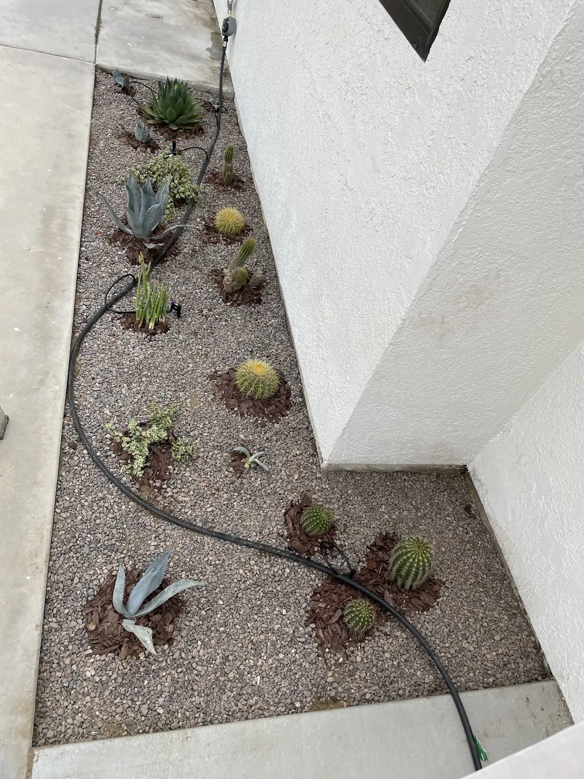 Drought-tolerant succulent and cactus bed with gravel and drip irrigation